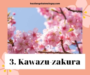 kawazuzakura 2